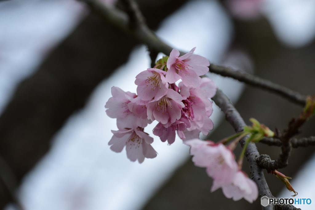 河津桜 