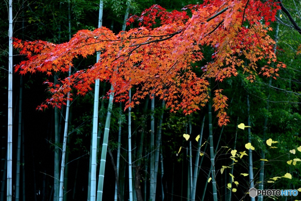 竹林に映える