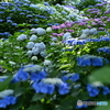 紫陽花