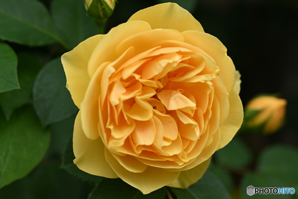 皐月の薔薇