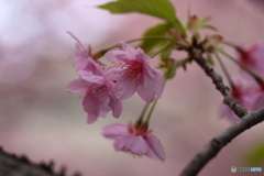 河津桜
