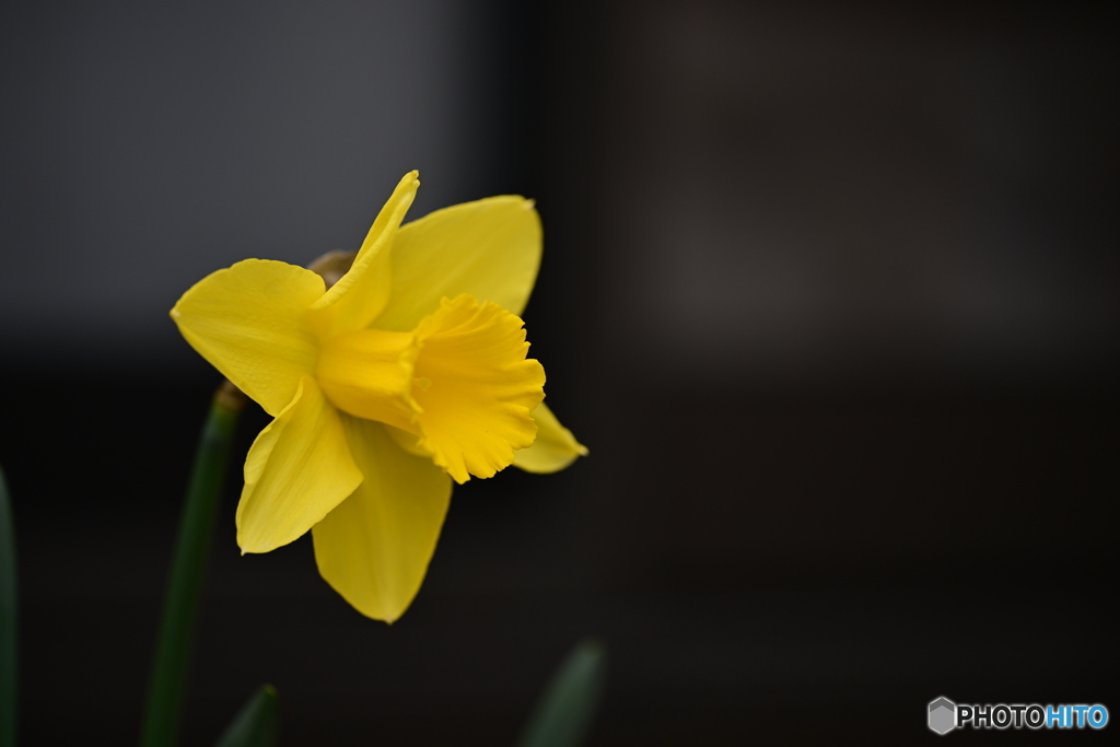 春の可憐な花