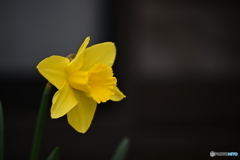 春の可憐な花