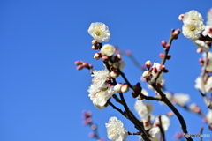 梅の開花