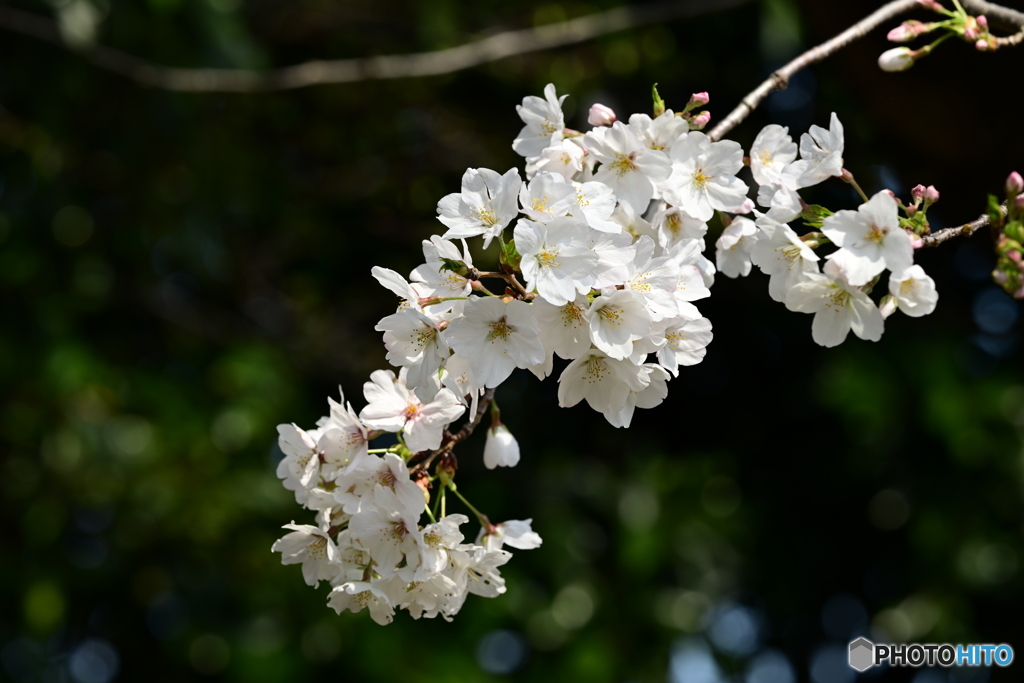 染井吉野
