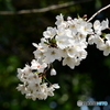染井吉野