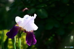 公園の花