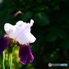 公園の花
