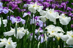 花菖蒲