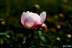 蕾