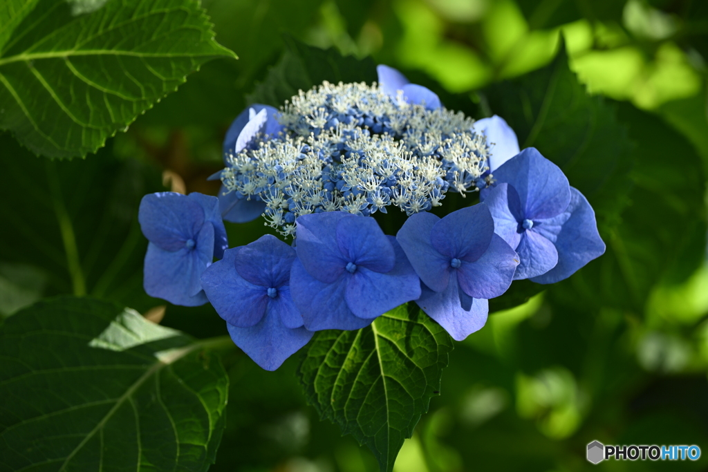 紫陽花