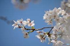染井吉野