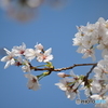 染井吉野