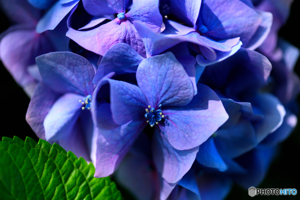 紫陽花