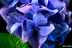 紫陽花