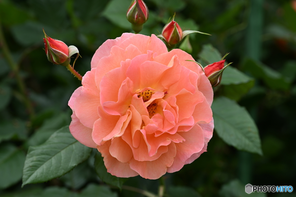 皐月の薔薇