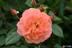 皐月の薔薇