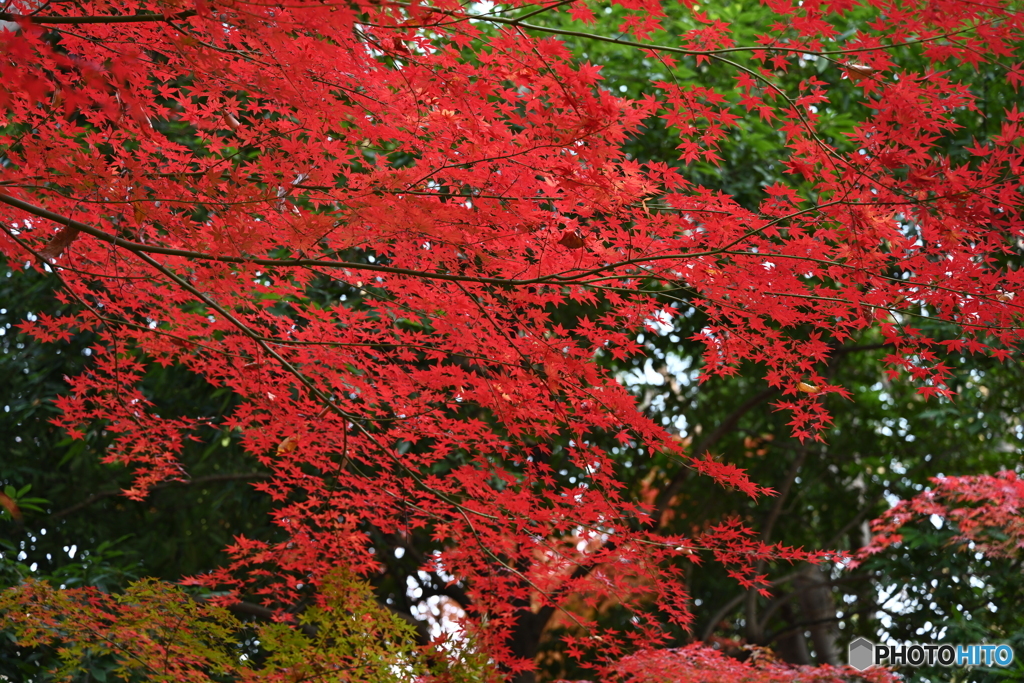 紅葉シリーズ