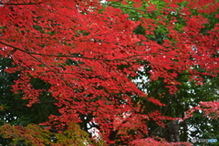 紅葉シリーズ