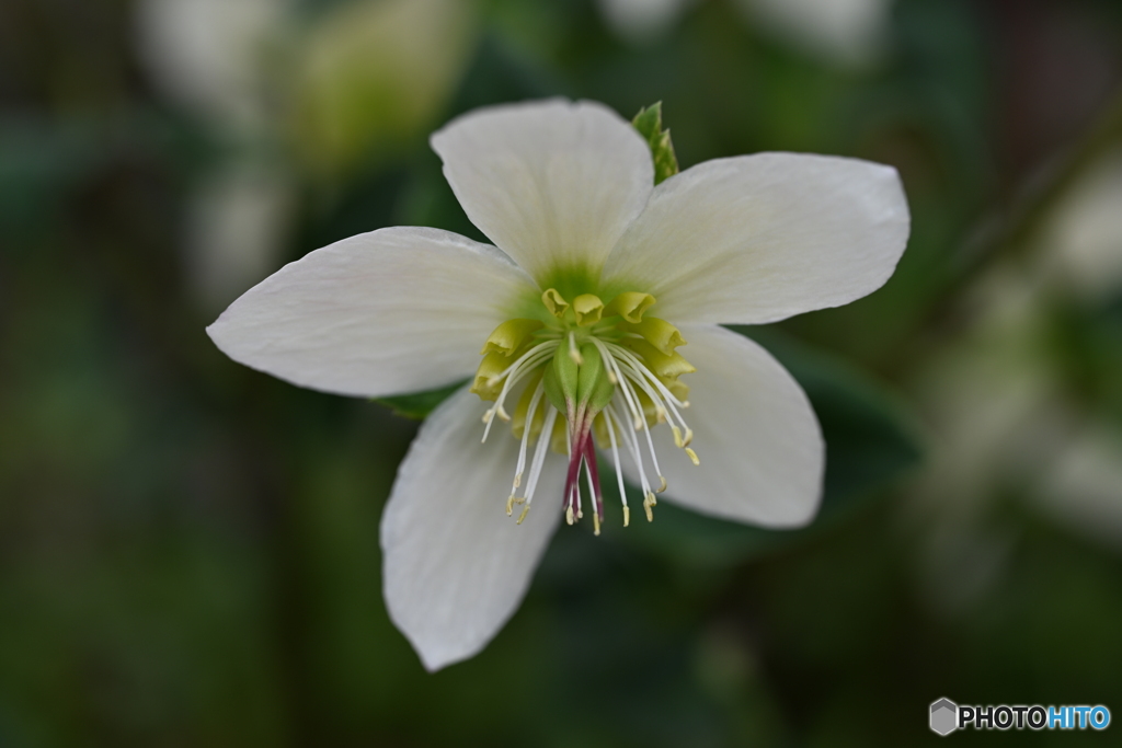 春の花