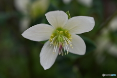 春の花