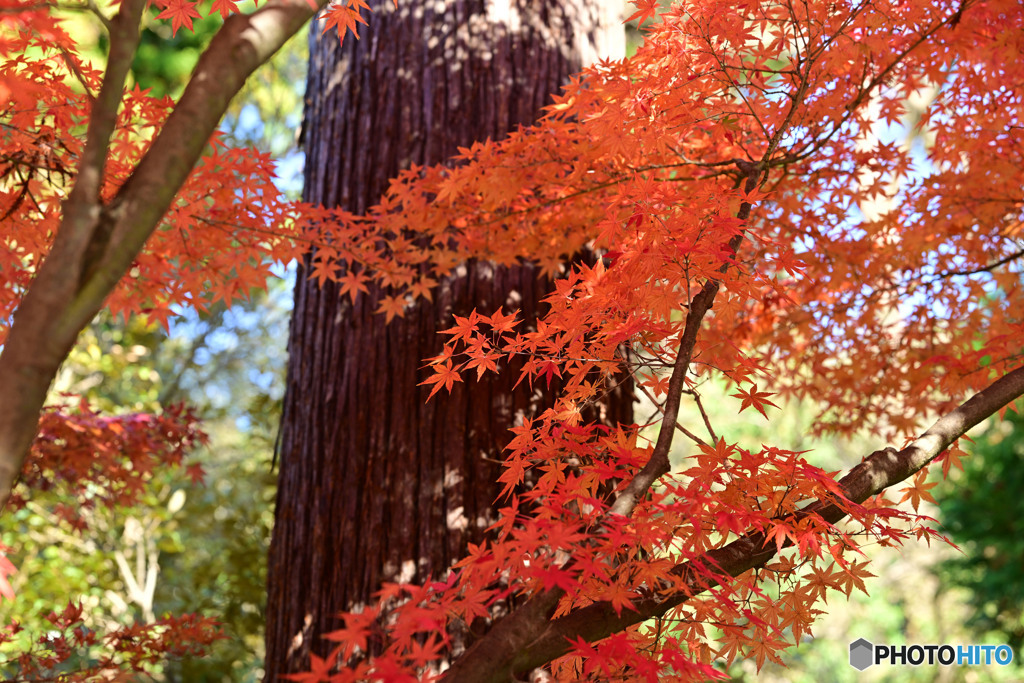 杉林に紅一点