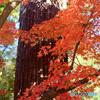 杉林に紅一点