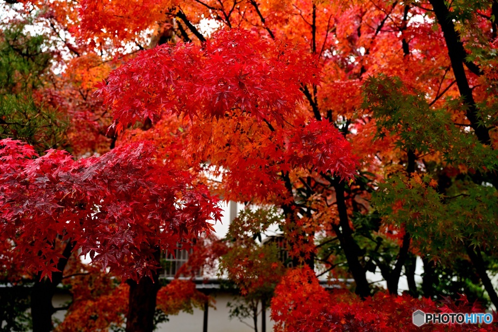 京紅葉