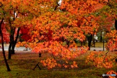 紅葉