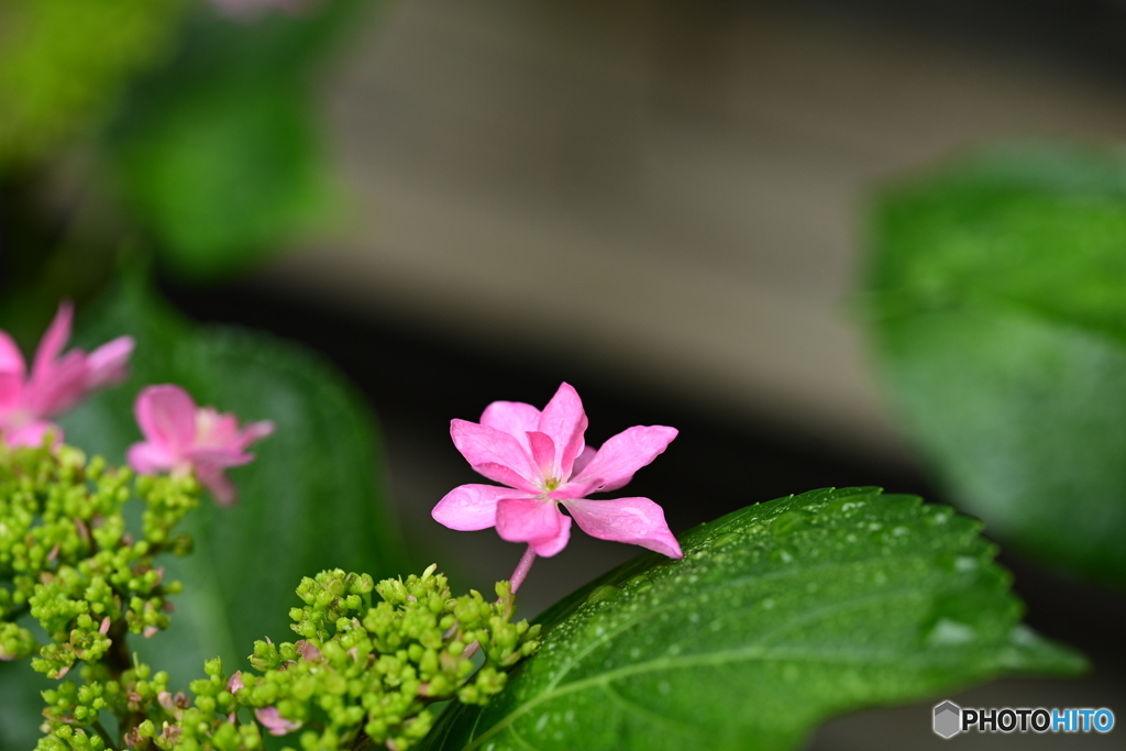 紫陽花