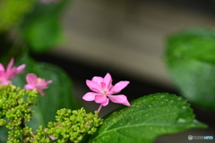 紫陽花