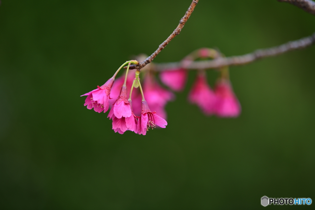 河津桜