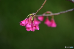 河津桜