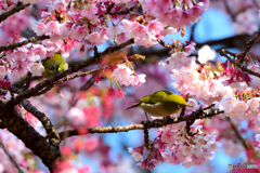 熱海桜にメジロ