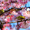 熱海桜にメジロ