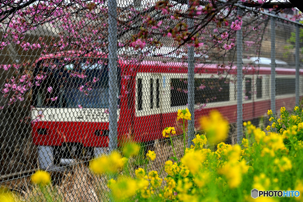 河津桜まつり