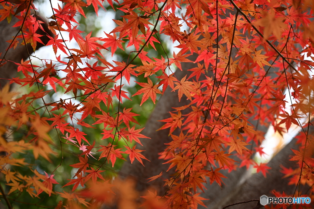 紅葉シリーズ