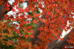 紅葉シリーズ