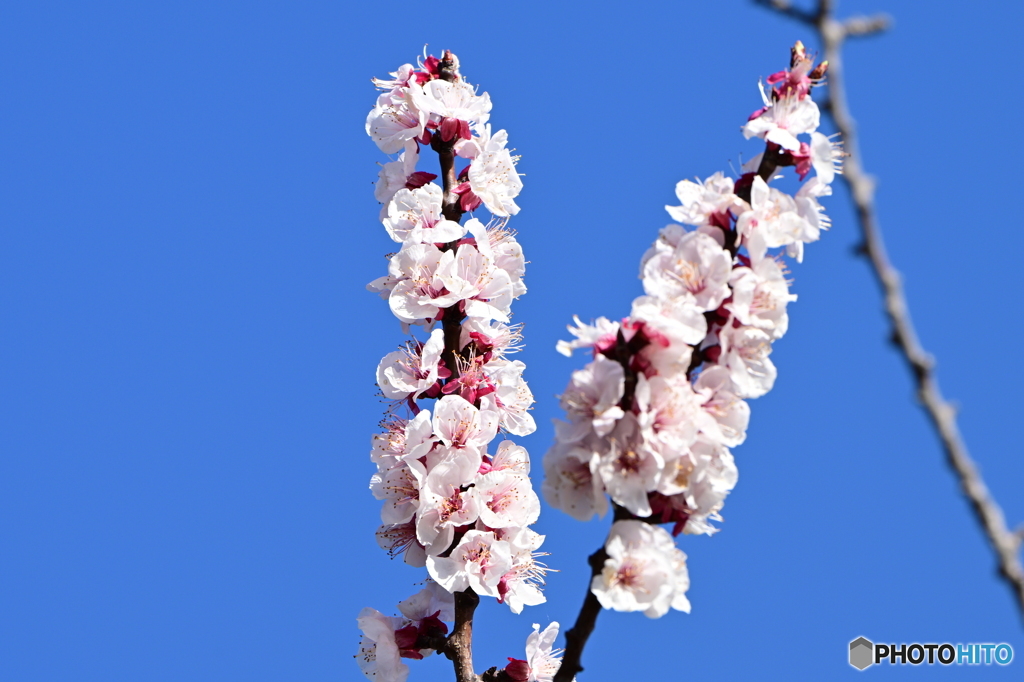 あんずの花