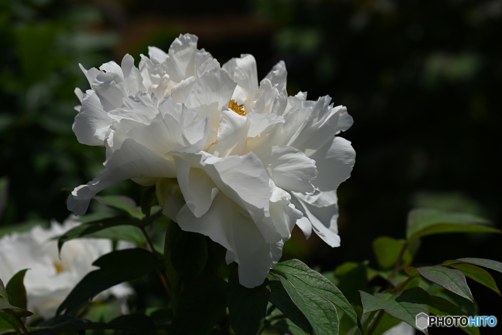 芍薬