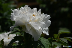 芍薬