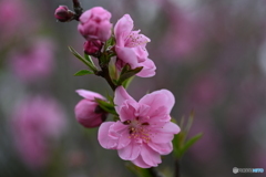 春の花
