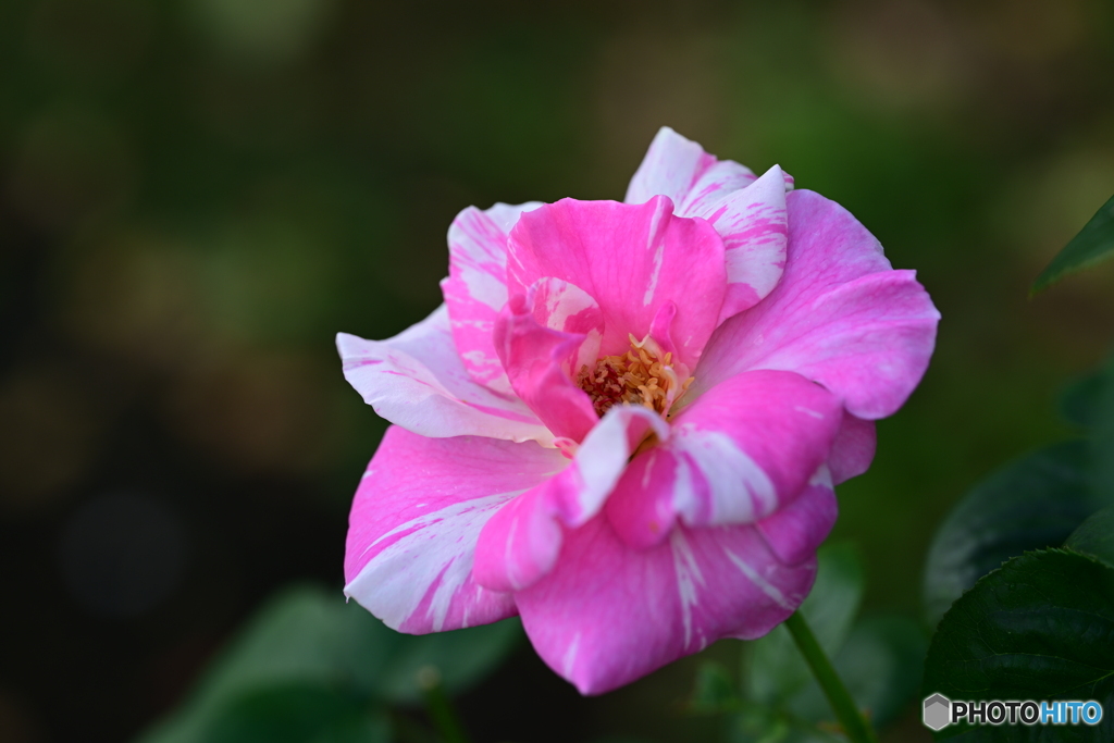 秋薔薇