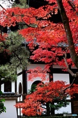 紅葉