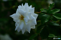 秋薔薇