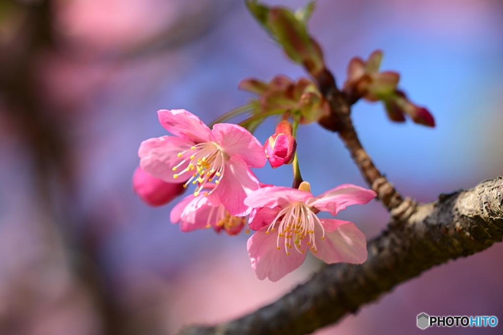 可憐な花