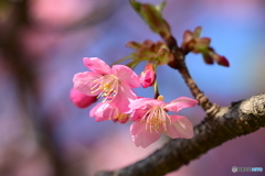 可憐な花