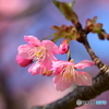 可憐な花