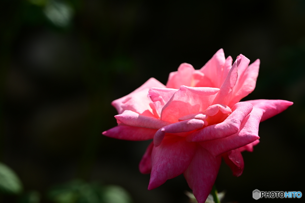 秋薔薇
