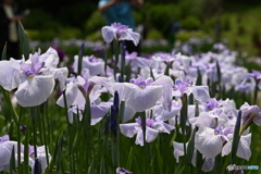 花菖蒲